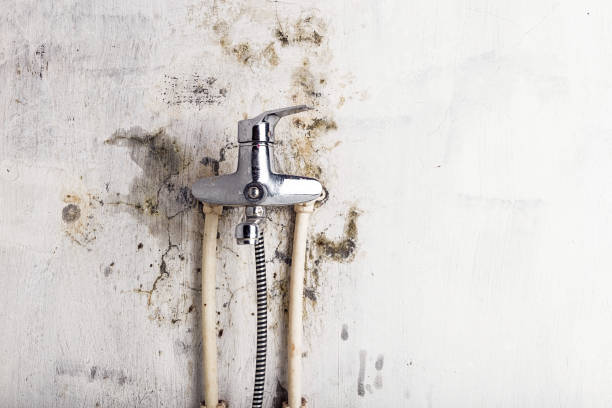Best Post-Flood Mold Remediation in Richlands, VA