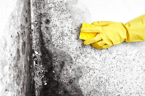 Best Mold Testing and Inspection Services in Richlands, VA