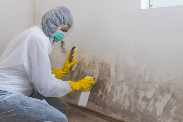Best Health and Safety Mold Remediation in Richlands, VA