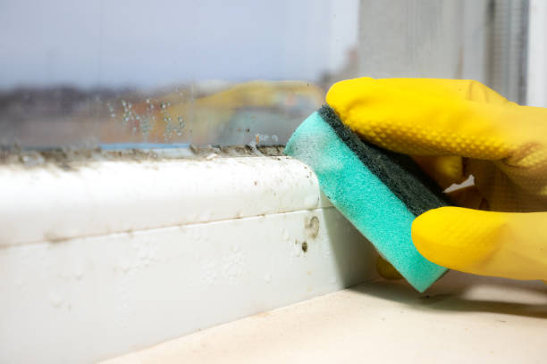 Best Health and Safety Mold Remediation in Richlands, VA
