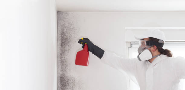 Best Mold Remediation for Specific Building Types in Richlands, VA