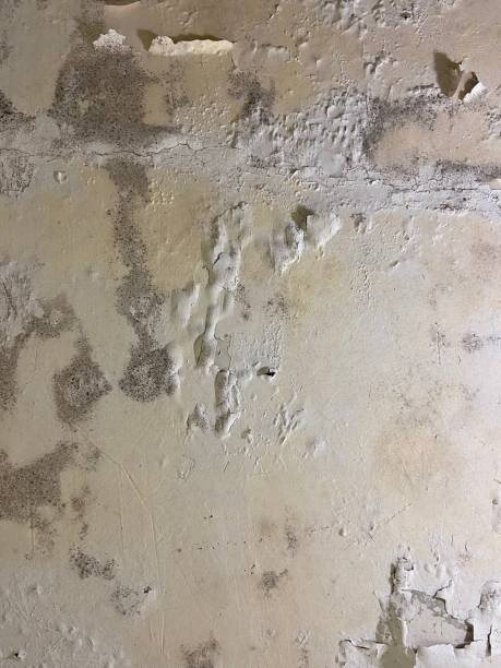 Best Mold Remediation for Specific Building Types in Richlands, VA