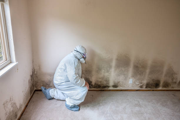 Best Health and Safety Mold Remediation in Richlands, VA