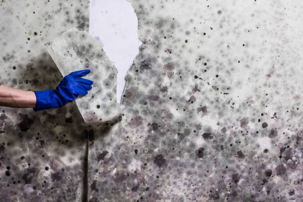 Professional Mold Remediation in Richlands, VA