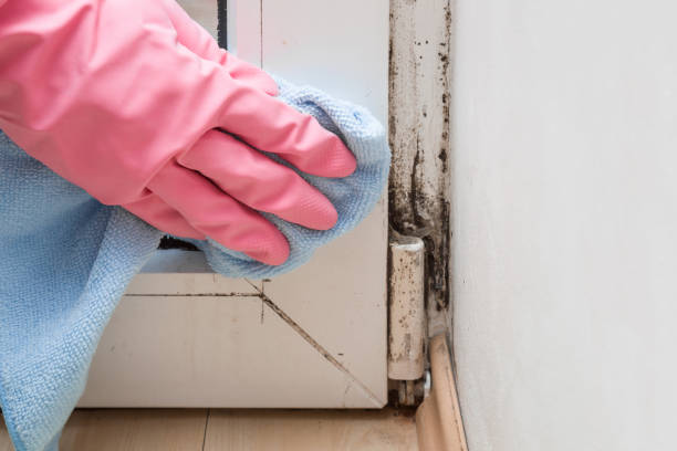 Best Attic Mold Remediation in Richlands, VA