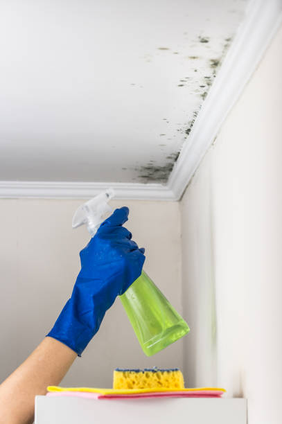 Best Preventive Mold Services in Richlands, VA