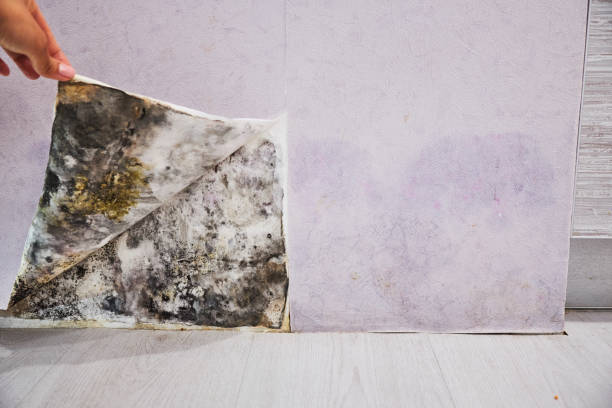 Best Post-Flood Mold Remediation in Richlands, VA